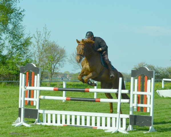 jumper Vombel (Hanoverian, 2011, from Vulkano FRH)