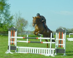 jumper Vombel (Hanoverian, 2011, from Vulkano FRH)
