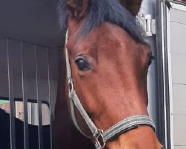 dressage horse Frollein Zauberhaft (Hanoverian, 2017, from Fürsten-Look)