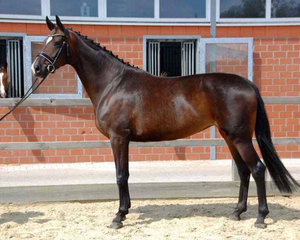broodmare Seniorita 28 (Hanoverian, 2014, from Sir Donnerhall I) broodmare Seniorita 28 (Hanoverian, 2014, from Sir Donnerhall I)