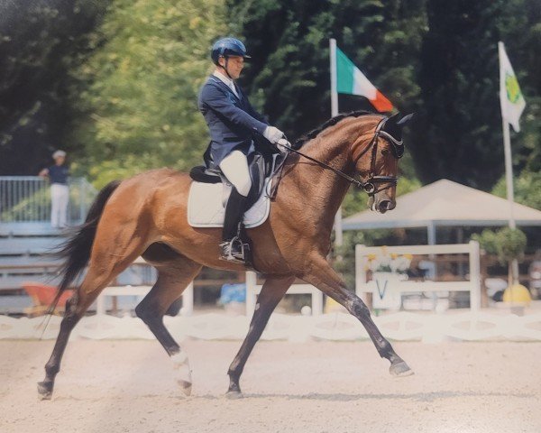 horse Dracos (Hanoverian, 2020, from Da Costa)