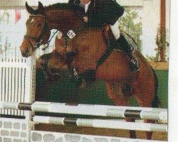 horse Contenara (Oldenburg, 2001, from Conterno Grande)
