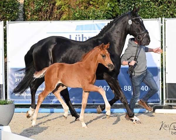 foal by Delbar Estivale N (Hanoverian, 2025, from Dynamic Pur)