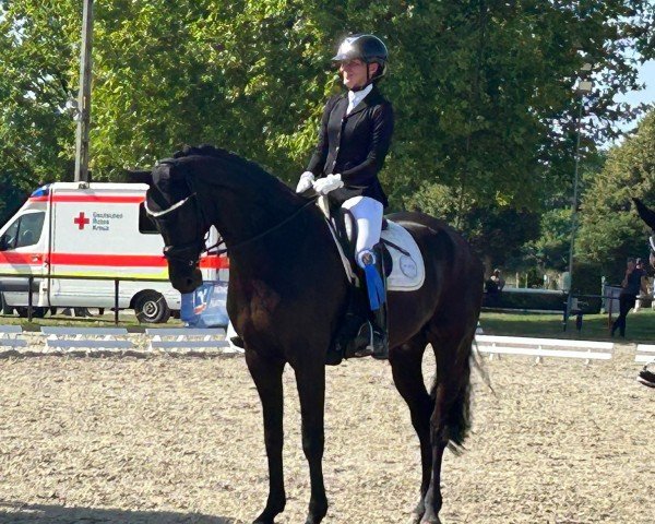 dressage horse Donbijou (Hanoverian, 2015, from Dancier)
