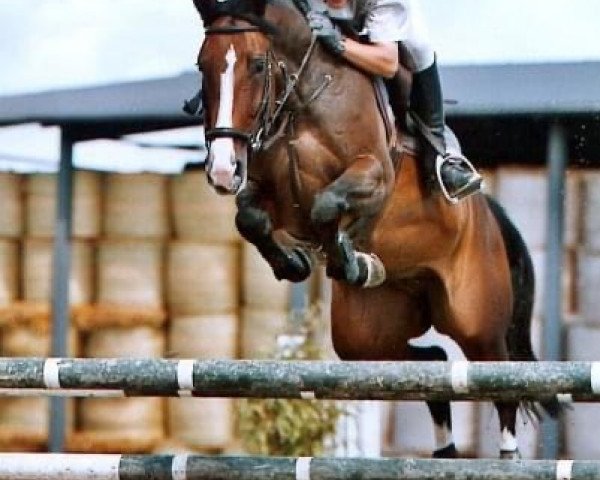 Zuchtstute Laubfee CH (Schweizer Warmblut, 1998, von Le Grand Lord)