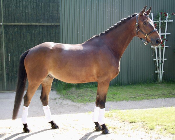 Pferd Touchstone (Trakehner, 2016, von Honoré du Soir)