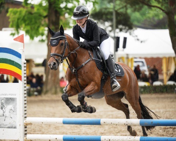 Springpferd Shadow 758 (New-Forest-Pony, 2011, von Holthausen Frodo II)