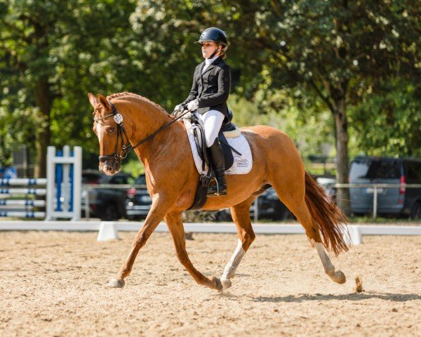 dressage horse Do it-today (German Riding Pony, 2012, from FS Don't Worry)