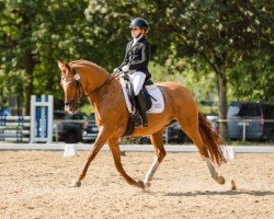 dressage horse Do it-today (German Riding Pony, 2012, from FS Don't Worry)