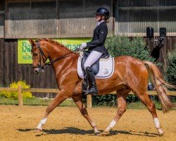 dressage horse Dixxon 2 (German Riding Pony, 2018)