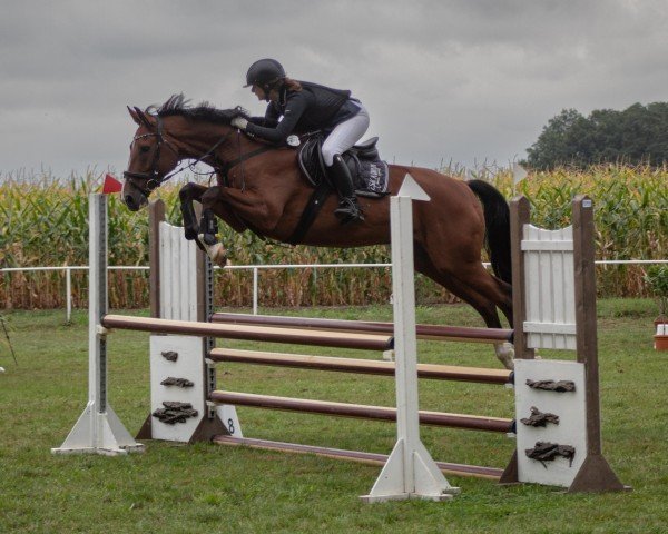 Springpferd Sylvano 15 (Deutsches Sportpferd, 2011, von Stalypso)
