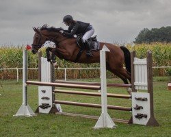 jumper Sylvano 15 (German Sport Horse, 2011, from Stalypso)
