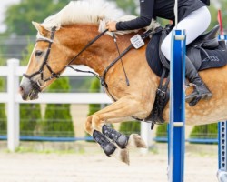 broodmare Uriel (Haflinger, 2014)