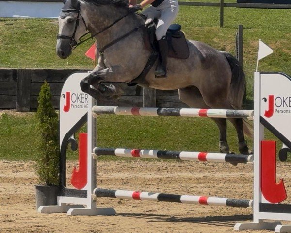 Springpferd Hector's Robby (Irish Sport Horse, 2018, von Hector van d'Abdijhoeve)