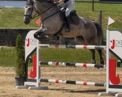 jumper Hector's Robby (Irish Sport Horse, 2018, from Hector van d'Abdijhoeve)