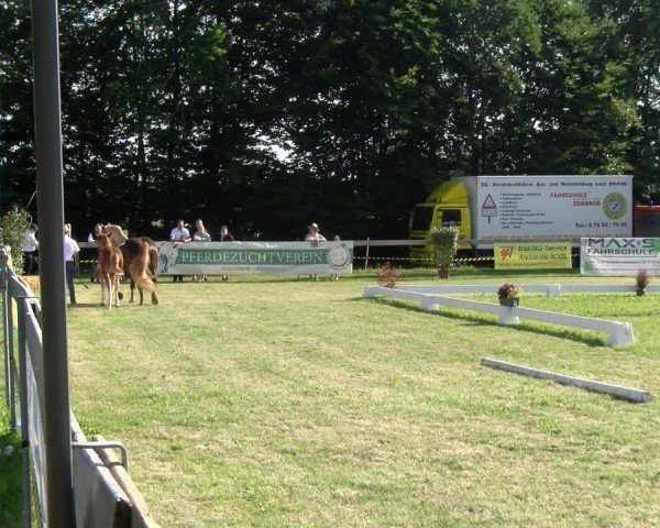 Fohlenschau Pfullendorf 2025