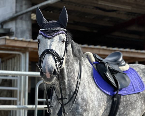 Springpferd Captain Cool 16 (Holsteiner, 2018, von Cancara)