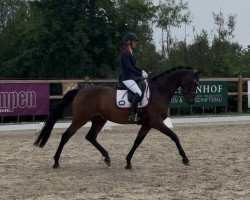 Dressurpferd Ravnholms Karlwilliam (Dänisches Warmblut, 2015)