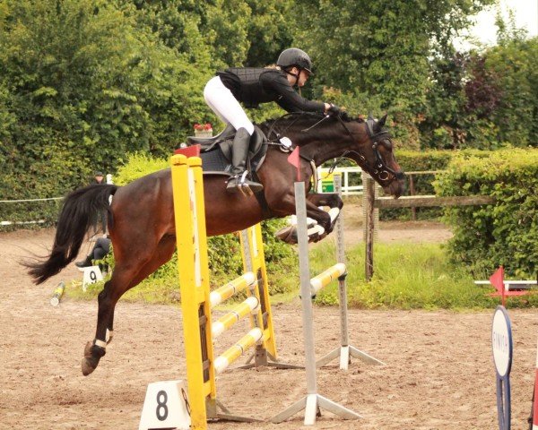 Springpferd Top Flummi (Deutsches Reitpony, 2015, von Top Berlin)