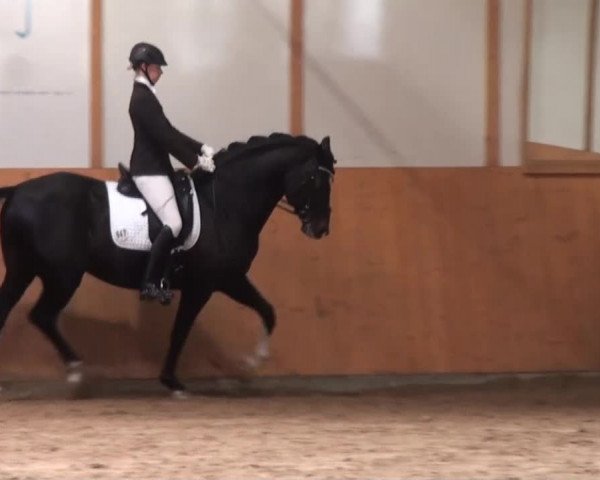 Dressur- und Springturnier Halver 2014