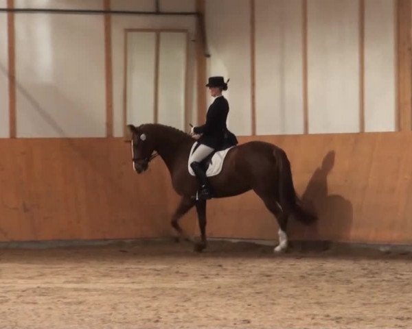Dressur- und Springturnier Halver 2014