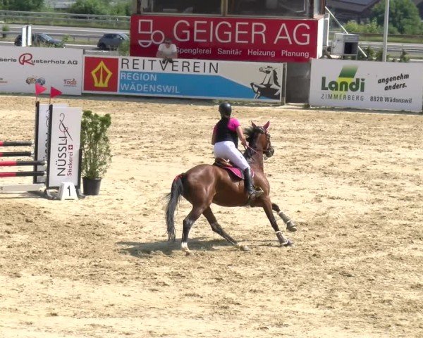 Reitturnier Wädenswil 2025
