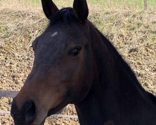 broodmare Dolce Vita W (KWPN (Royal Dutch Sporthorse), 2008, from Numero Uno)