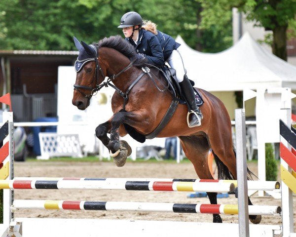 jumper Aaron 358 (sonstiges Warmblut, 2007)