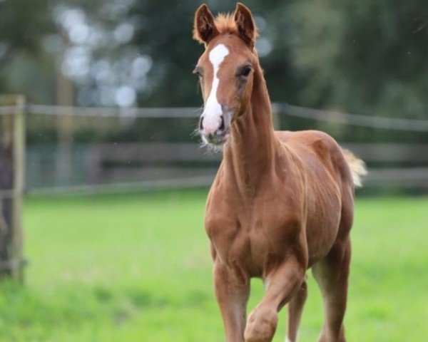 Pferd Daredevil (Trakehner, 2023, von Tecumseh)