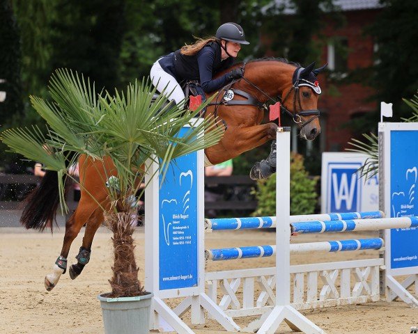 jumper Pepe's Prime-Time (Oldenburg show jumper, 2019, from Perigueux)