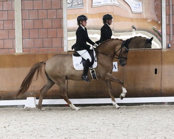 dressage horse Finley 147 (Rhinelander, 2019, from Falihandro)