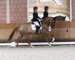 Dressurpferd Finley 147 (Rheinländer, 2019, von Falihandro)
