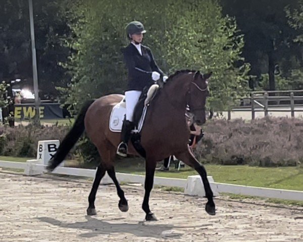 dressage horse Damy 3 (Hanoverian, 2013, from Damsey FRH)