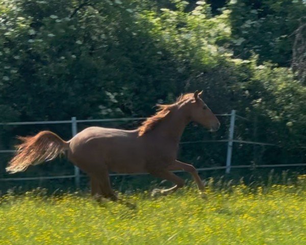 stallion EDWARDSON VON NESTORIA (Hanoverian, 2023, from Edward 28)