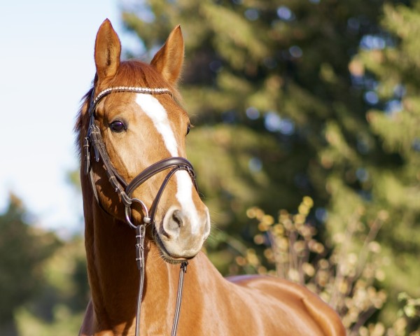jumper Weasley 16 (German Sport Horse, 2018, from Davidas)