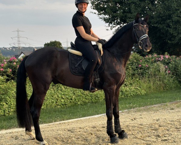 Pferd Secret K (Westfale, 2022)
