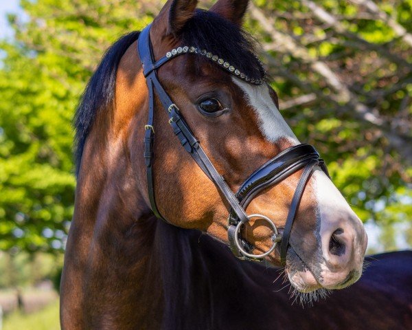 dressage horse Zensation K 2 (Westphalian, 2018, from Zoom)