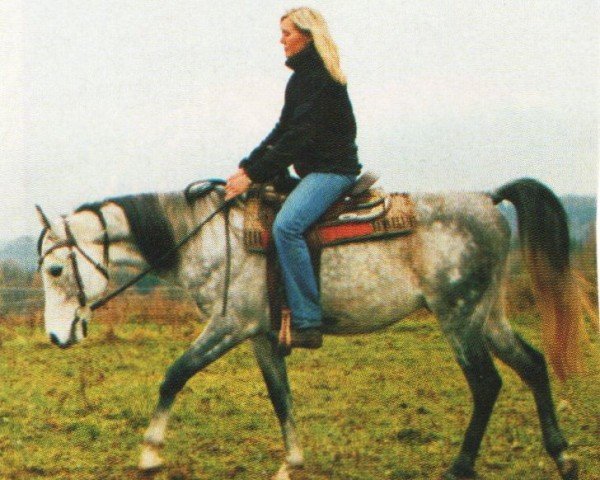 Pferd Sha Jamaal (Araber, 1999, von Faa El Sharik EAO)
