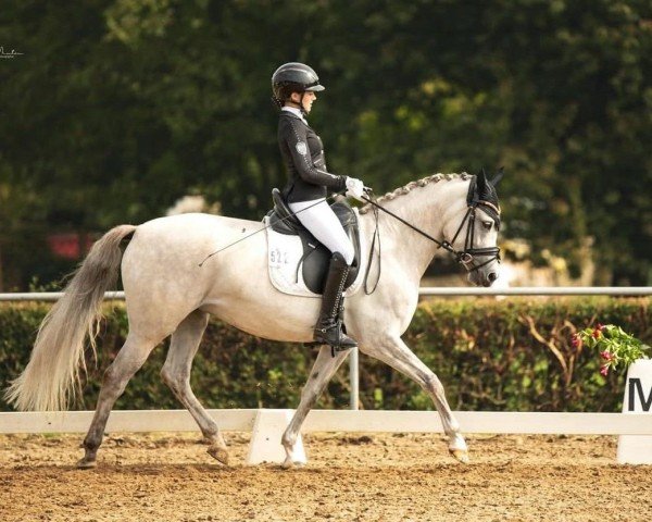 broodmare Dream Moon (German Riding Pony, 2017, from Dressman IV)