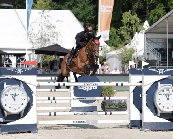 jumper Merlijn D'Exaerde (Belgian Warmblood, 2012, from Ixion van het Netehof)