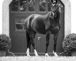 dressage horse Raoul 25 (German Warmblood, 2010, from Rebell Junior)