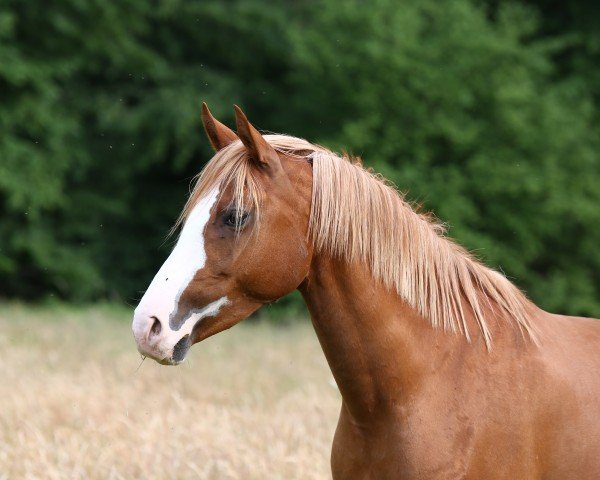 Zuchtstute Kentara LH (Deutsches Reitpony, 2016, von Kastanienhof Kentaur)