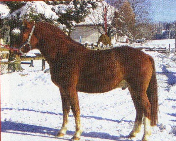 horse Noceur (Freiberger, 2004, from Noble Coeur)