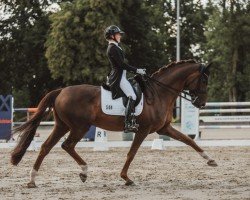 Dressurpferd Beau Monde (Oldenburger, 2014, von Bordeaux 28)