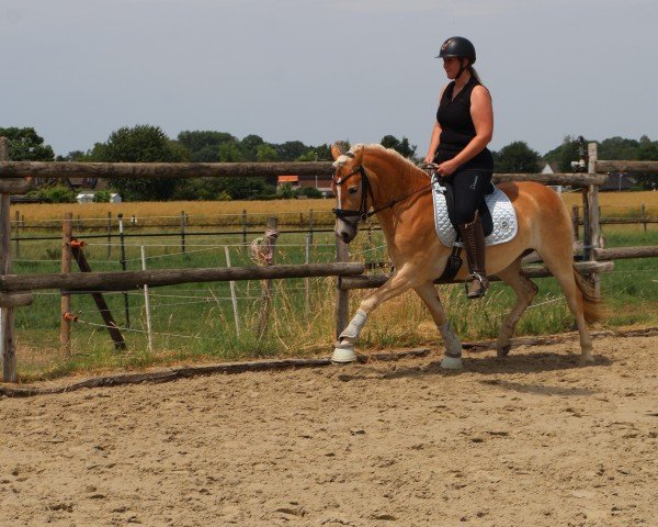 broodmare Stacy L (11.580% ox) (Edelbluthaflinger, 2022, from Starino (9,19% ox))