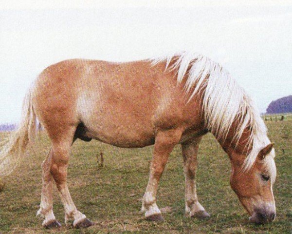 Pferd Finn (Haflinger, 2000, von Mister Mikado)
