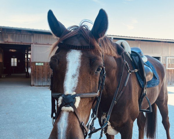 Springpferd Best of Benny (Oldenburger, 2019, von Belantis) Springpferd Best of Benny (Oldenburger, 2019, von Belantis)