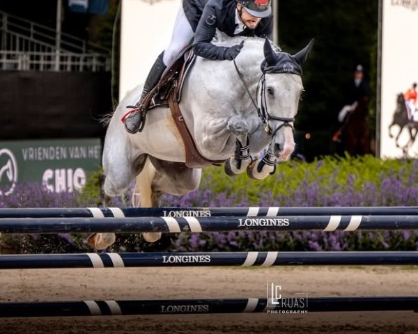 jumper Jersey Devil (KWPN (Royal Dutch Sporthorse), 2014, from Zirocco Blue) jumper Jersey Devil (KWPN (Royal Dutch Sporthorse), 2014, from Zirocco Blue)