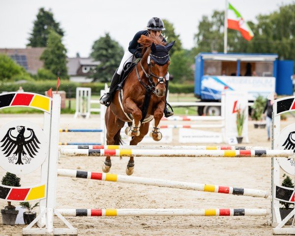 jumper Forestiero T (Oldenburg show jumper, 2012, from For Fashion)
