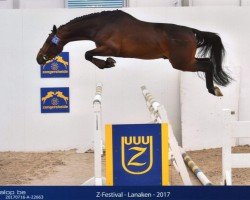 jumper Diasini Hb Z (Zangersheide riding horse, 2014, from Diamant de Semilly)